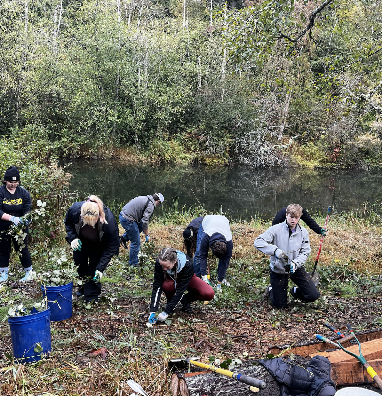 Photo of students near the Nooksack River removing invasive species